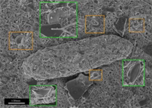 プランクトンが化石になるまでを調べる | 国立科学博物館 National