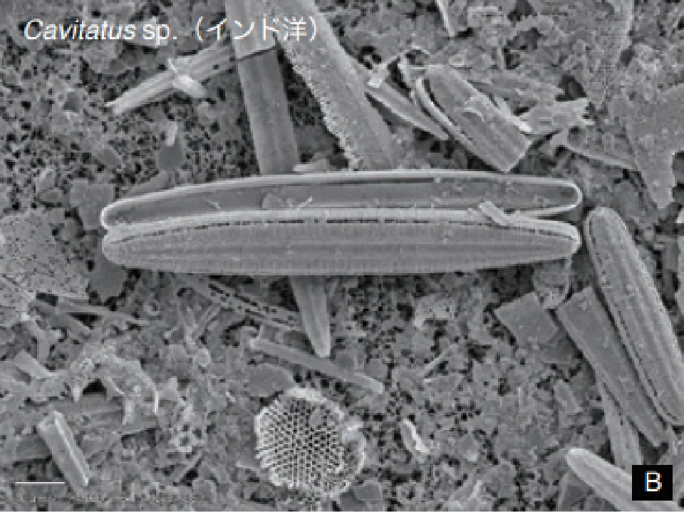 Cavitatus sp.(インド洋)