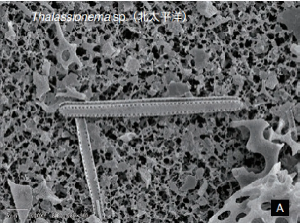 Thalassionema sp. (北太平洋)