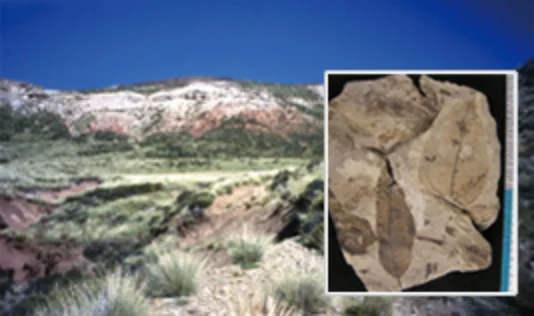 ナンキョクブナ属の葉化石