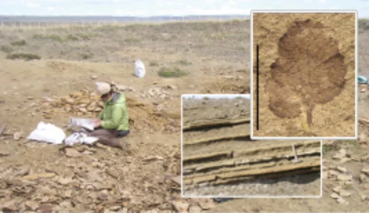 2500万年前のサンセバスチャンの植物群