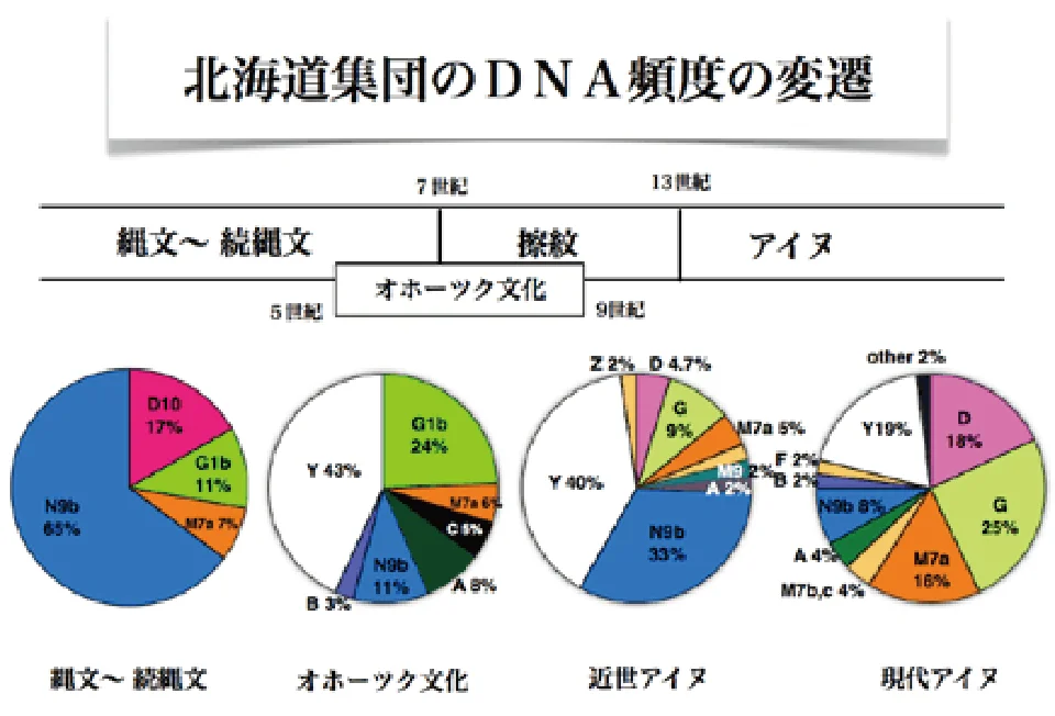 北海道集団のDNA頻度の変遷