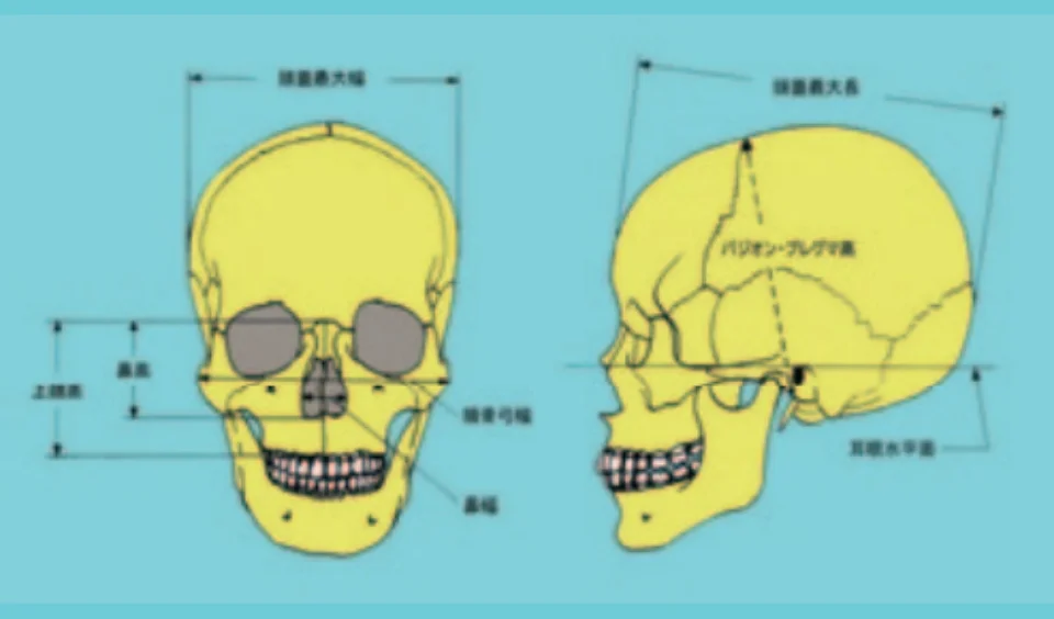 頭のかたちは体の大きさと関係があるの？脳頭蓋と体幹・体肢骨の共変動