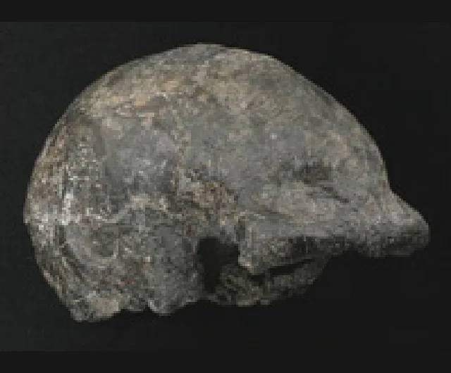 化石頭骨_黒