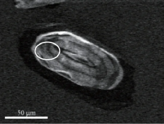 日本最古の流砂