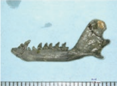 ササヤ・マミロス・カワイイ