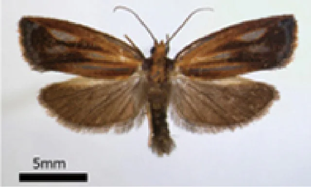 ナガレボシハマキ