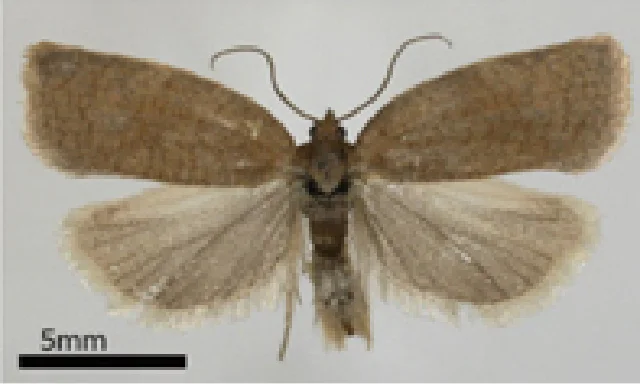 未記載種_根室周辺