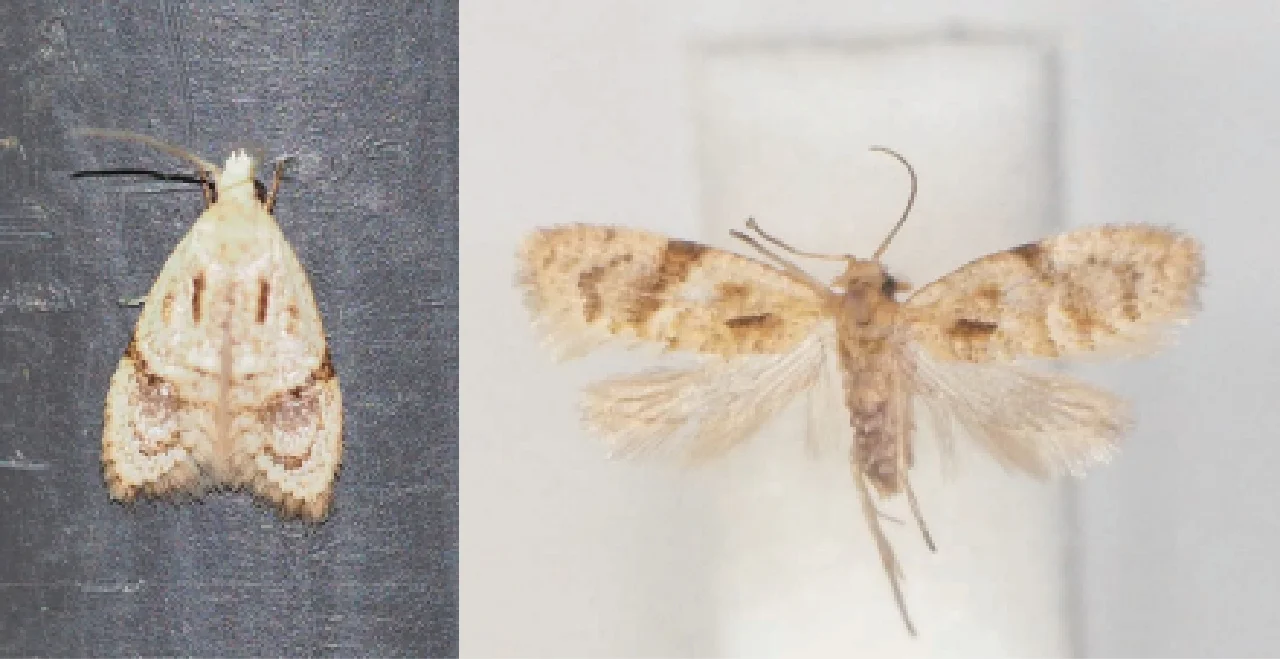 ハマキガ科‗未知種