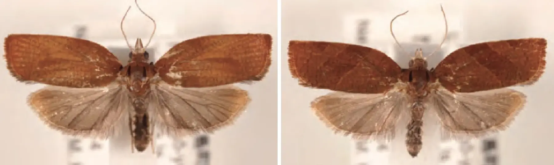 アカトビハマキ