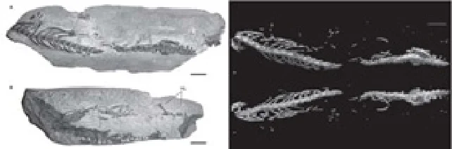 カガナイアス_スケールバー