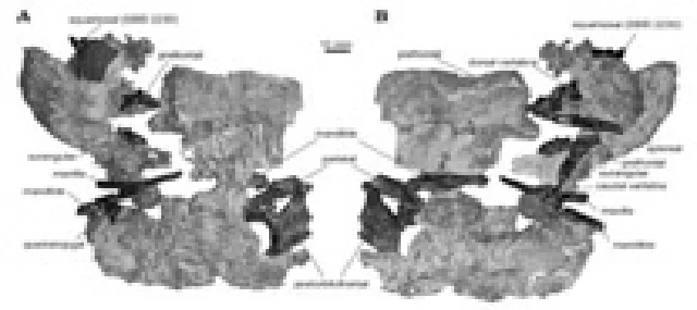 モンジュロクロス_標本