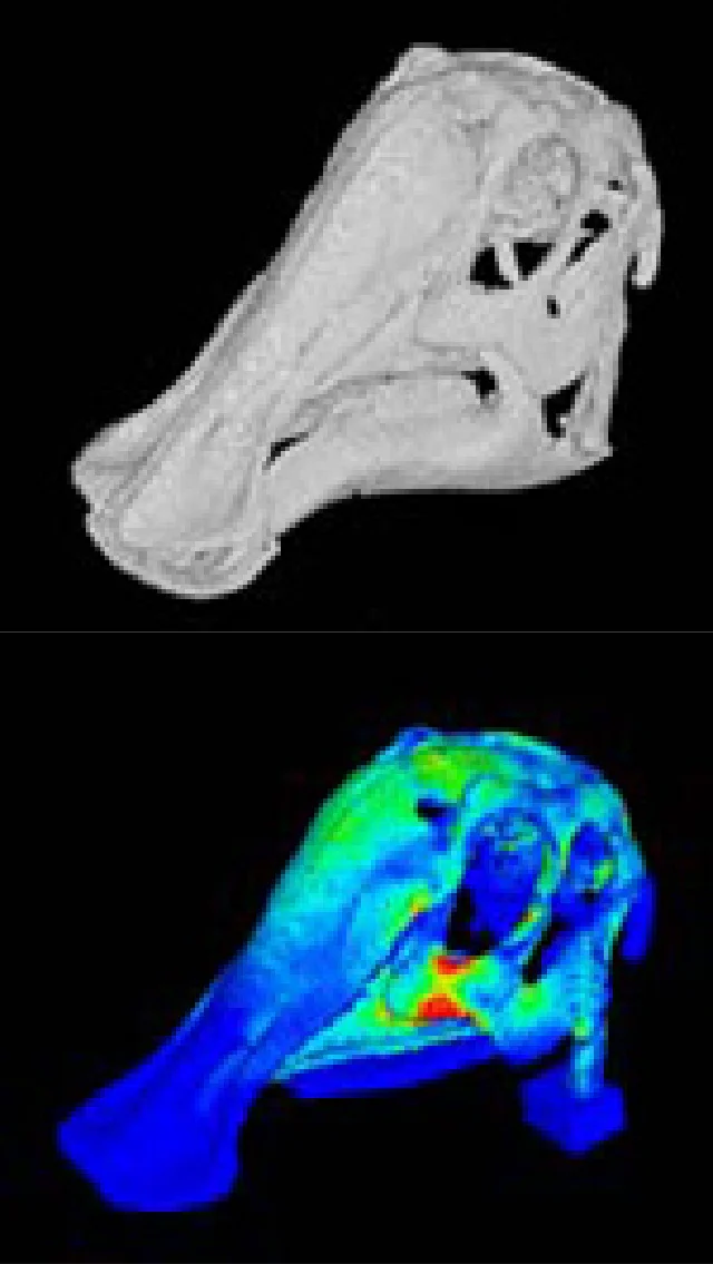 ヒバクロサウルス