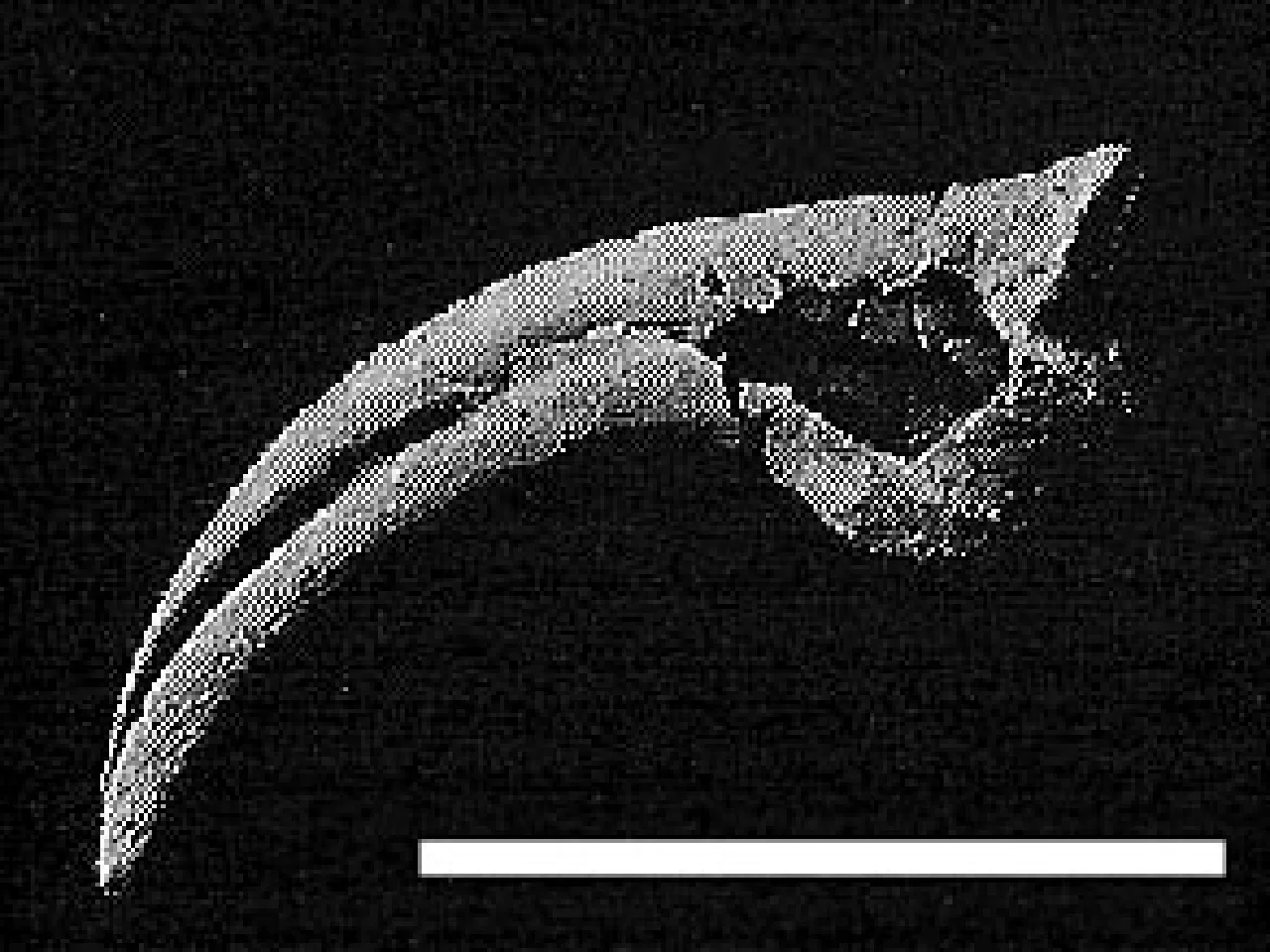 オヴィラプトロサウルス