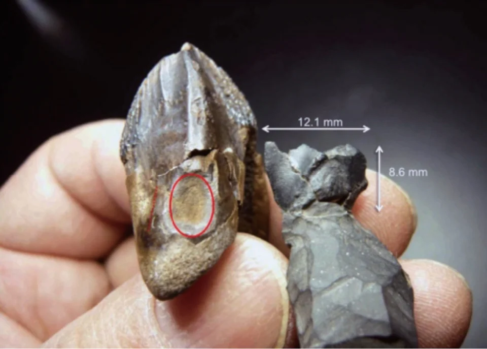 鹿児島県下甑島の恐竜化石の研究 | 国立科学博物館 National Museum of