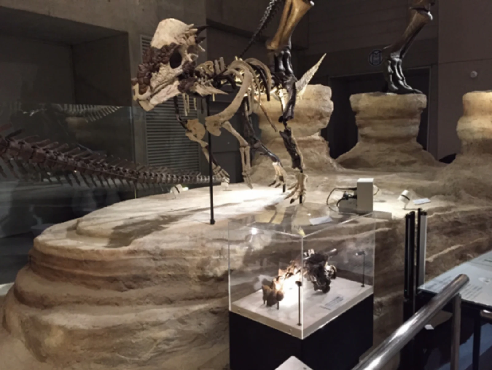 パキケファロサウルスの全身復元骨格