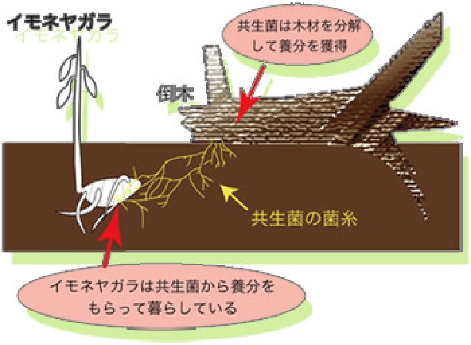 イモネヤガラと共生菌