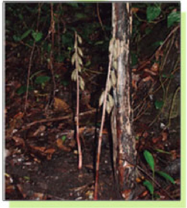 イモネヤガラ_ミャンマー