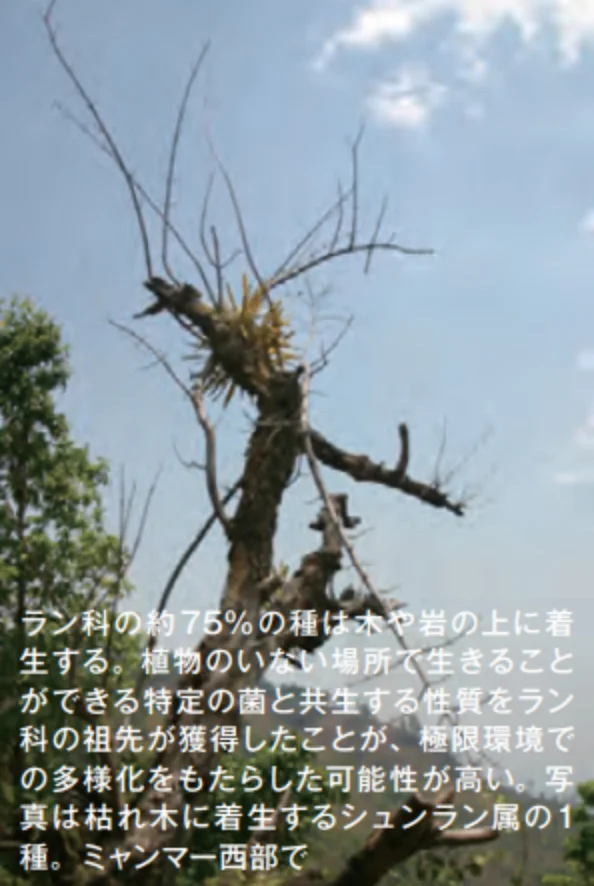 ラン科‗ミャンマー西部