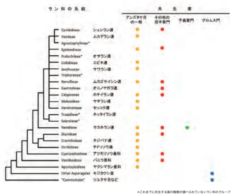 ラン科の系統樹