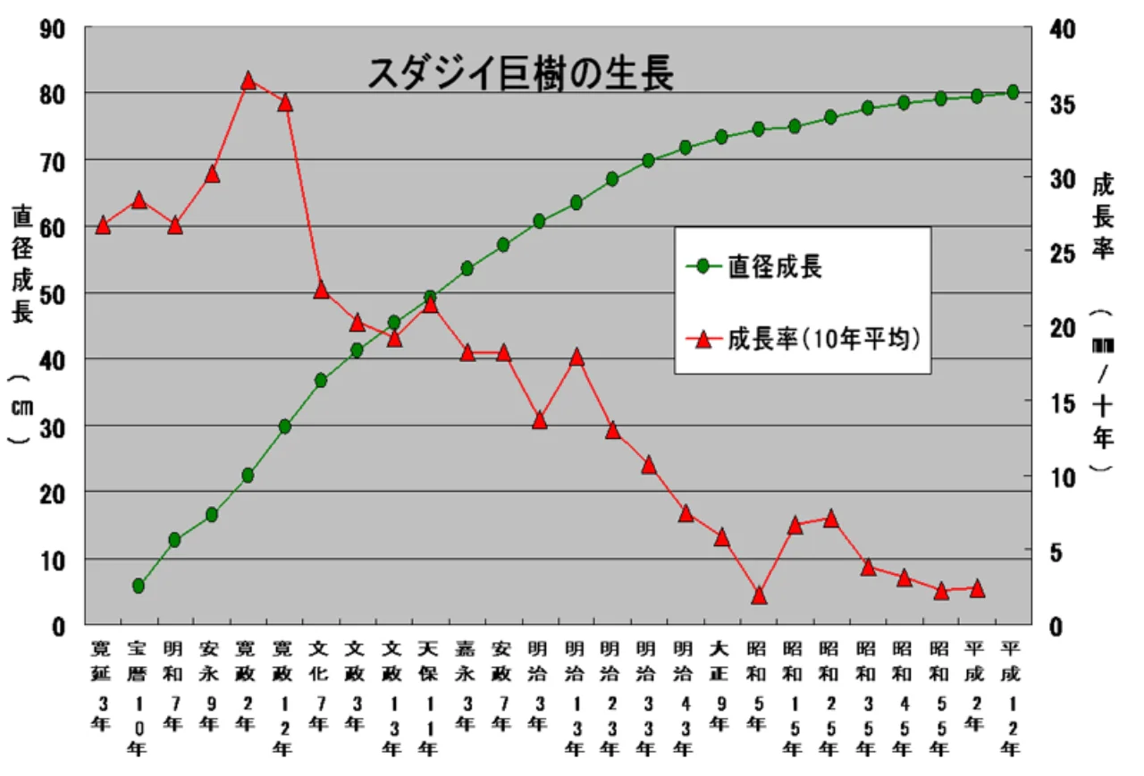 スジダイ巨樹の成長