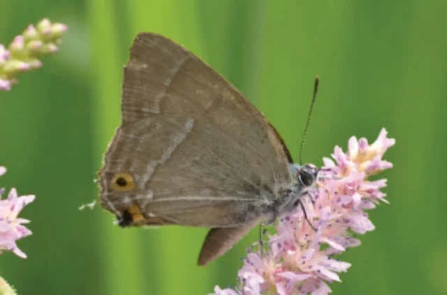 オオミドリシジミ