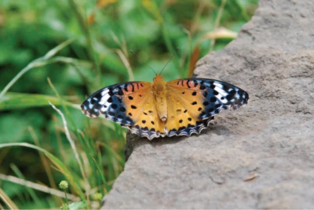 日本の小蛾類相の解明を目指して | 国立科学博物館 National Museum of