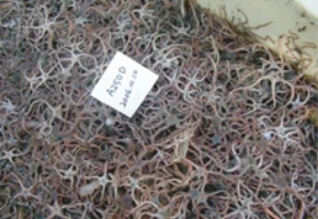 青森県八戸沖で採集された大量のキタクシノハクモヒトデ