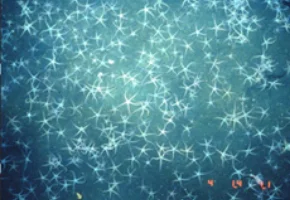 潜水調査船「しんかい2000」から撮影した、キタクシノハクモヒトデの高密度ベッド