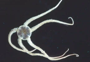 キタクシノハクモヒトデ　Ophiura sarsii Lutken