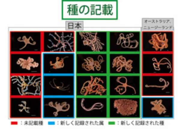 新しく見つかった種