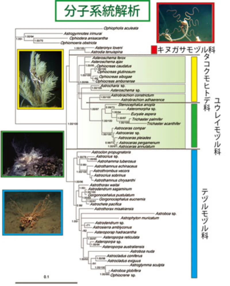 ツルクモヒトデ類49種の、核とミトコンドリアDNA の分子系統樹