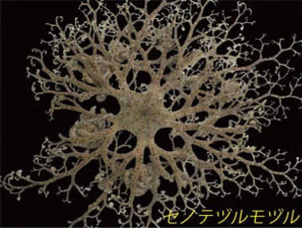 セノテヅルモヅル