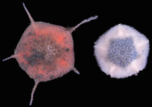 ワニカワハスノハクモヒトデ