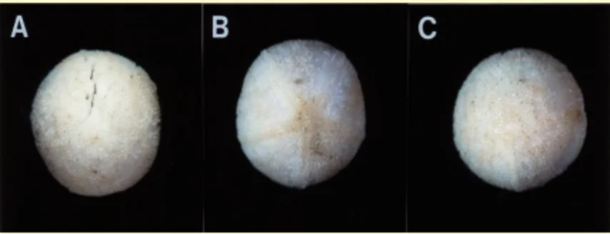 トヨシオマリヒトデ