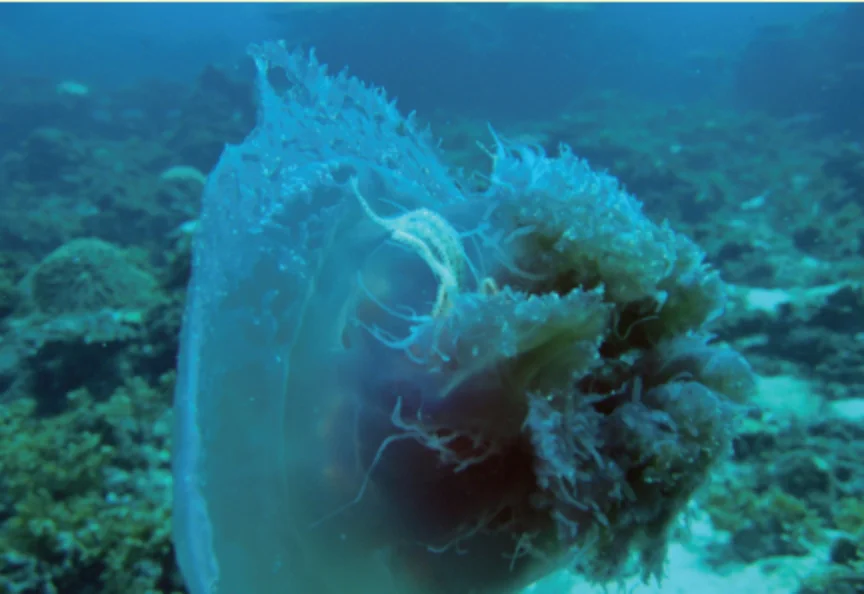 トゲクモヒトデ科の１種