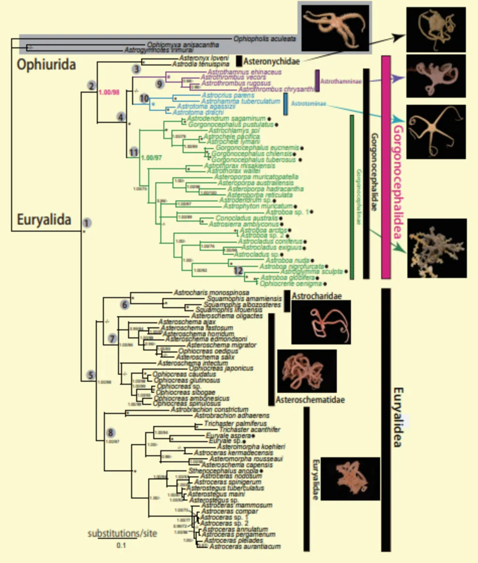 ツルクモヒトデ類