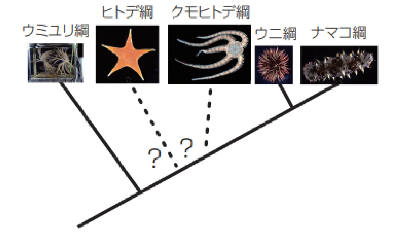 棘皮動物の系統