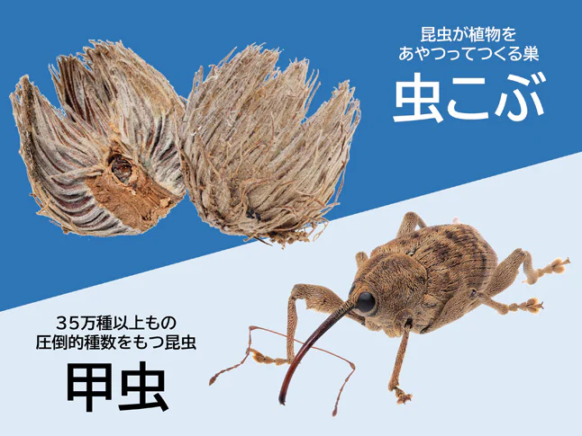 米国における恐竜絶滅層（K-Pg境界層）の調査 | 国立科学博物館