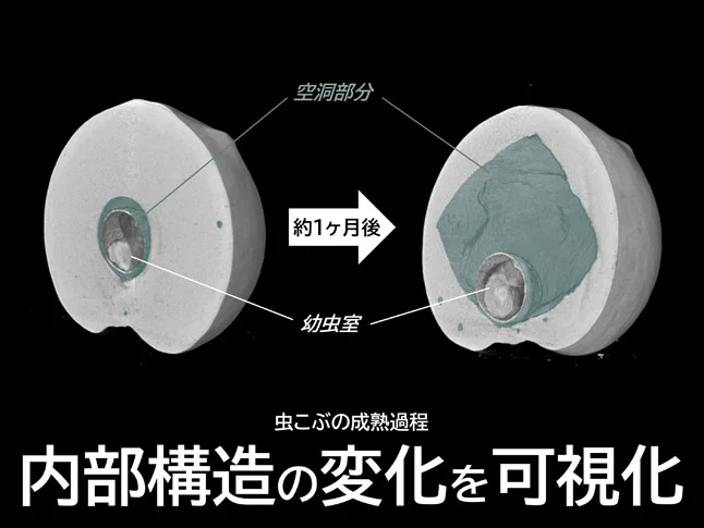 カシワハスズタマバチの虫こぶの内部構造