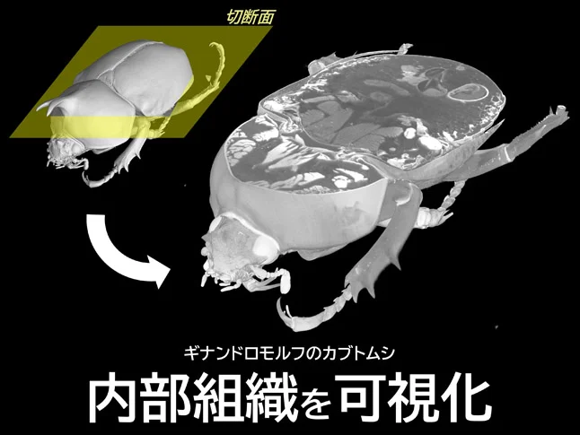 ギナンドロモルフのカブトムシの内部構造