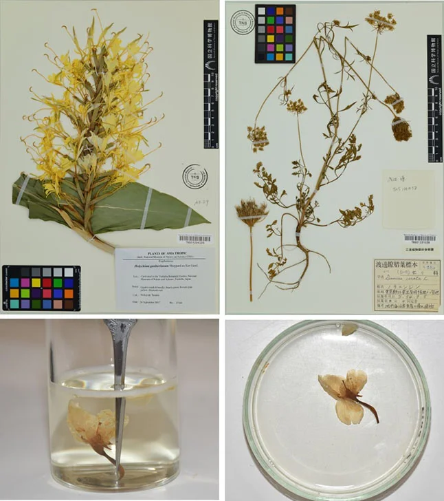 ハーバリウムと植物標本 | 国立科学博物館 National Museum of Nature