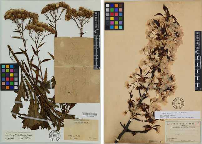 牧野富太郎と標本