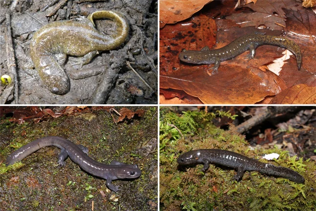 サンショウウオ属