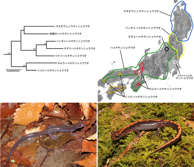 ハコネサンショウウオ