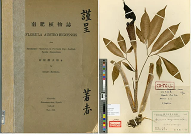 前原勘次郎と球磨地方の植物研究