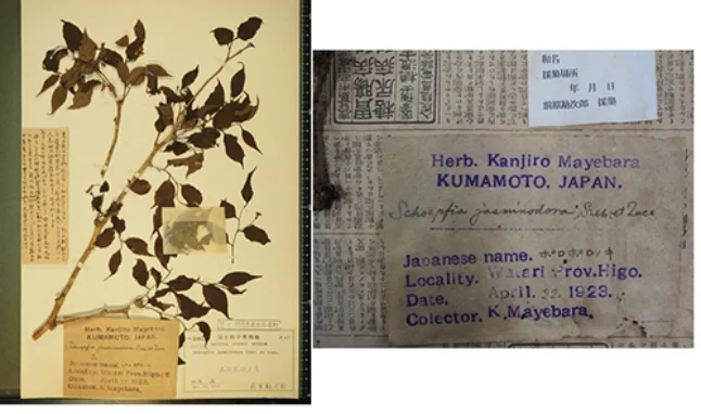 植物の重複標本と標本交換の文化