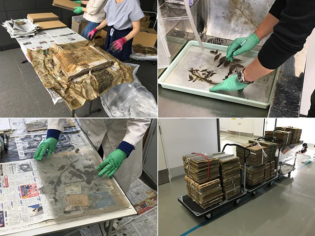 標本の損傷状況と修復作業