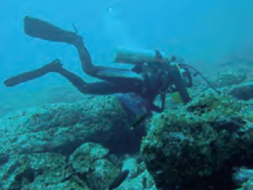 スクーバ潜水による採取調査