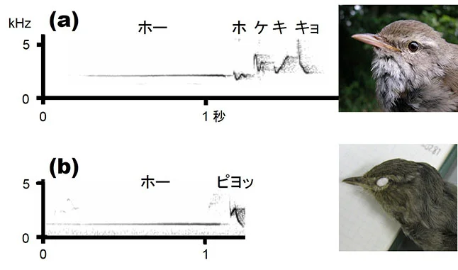 うぐいすページ② 80年で起きたさえずりの進化－ハワイの移入種、ウグイスの研究から